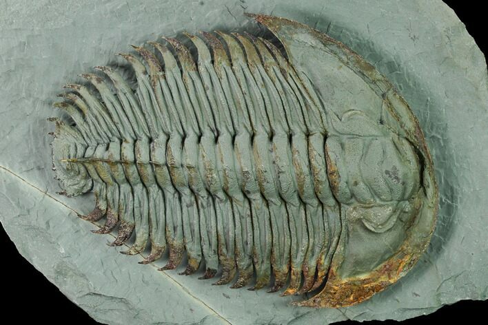 Lower Cambrian Trilobite (Longianda) - Issafen, Morocco #167890